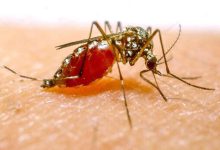 افزایش مبتلایان به مالاریا