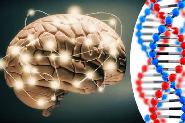 کشف ۴۰ ژن جدید مرتبط با هوش در انسان