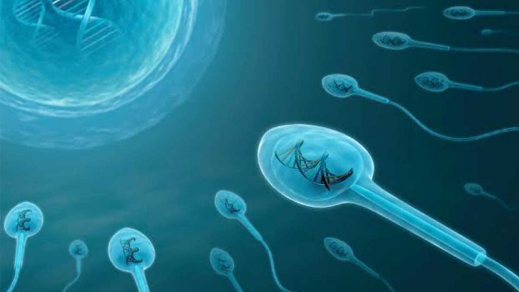 پژوهش جدیدی می گوید ویروس کرونا ممکن است اثری منفی بر کیفیت اسپرم ها داشته باشد و قدرت باروری مردان را کاهش دهد.