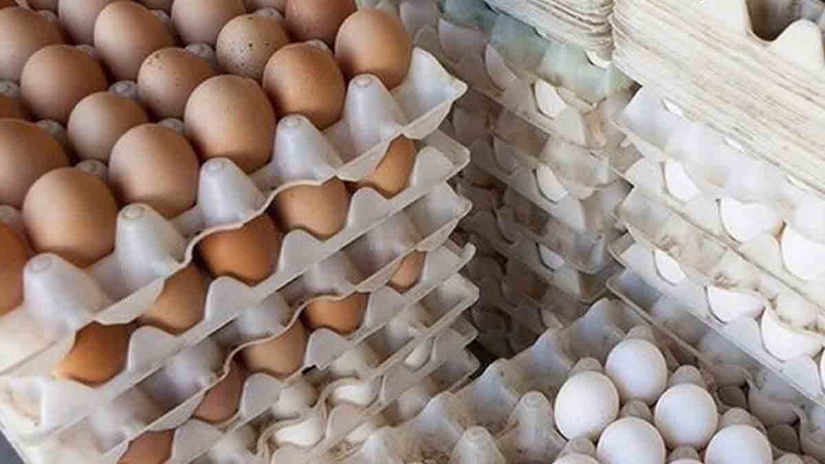 تخم مرغ ۲۵ درصد کمتر از نرخ مصوب عرضه می‌شود