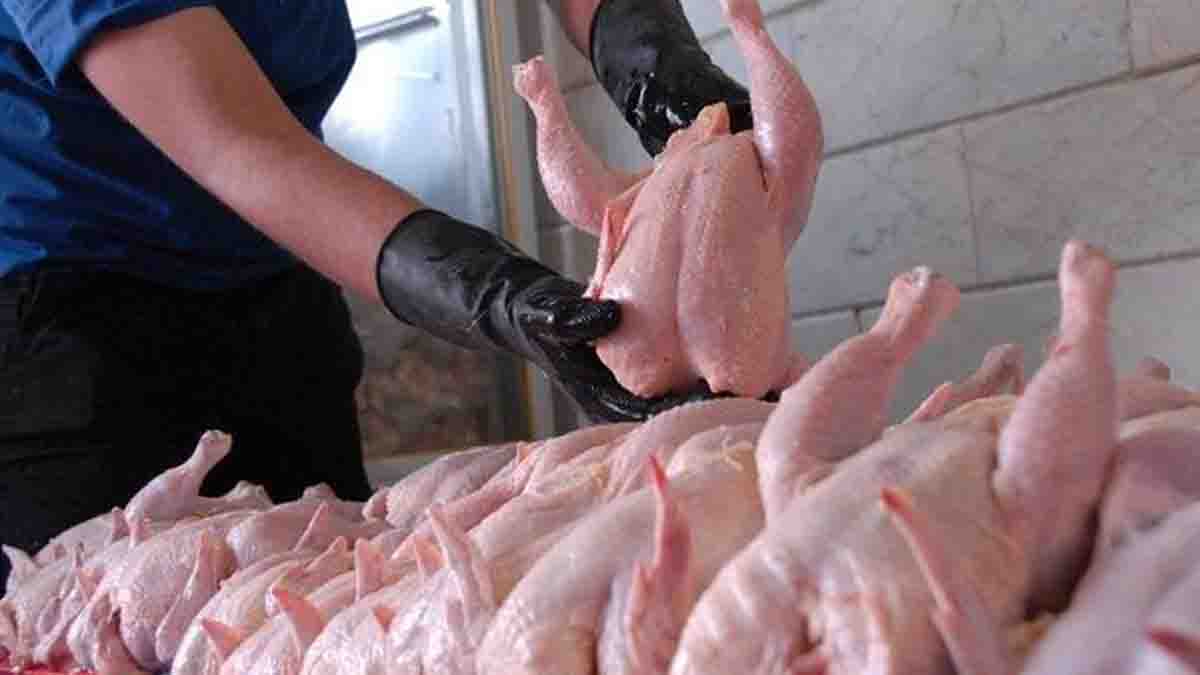کاهش دوباره قیمت مرغ گرم