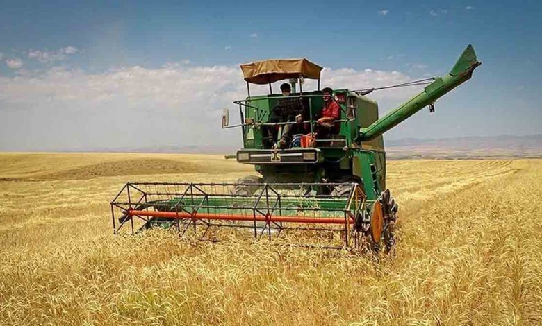تاکنون بیش از ۷ میلیون تن گندم خریداری شده است