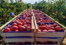 لغو عوارض صادراتی سیب