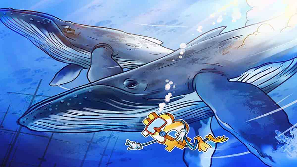 نهنگ‌های بیت‌کوین بیدار شدند/ عرضه در حال افزایش است؟