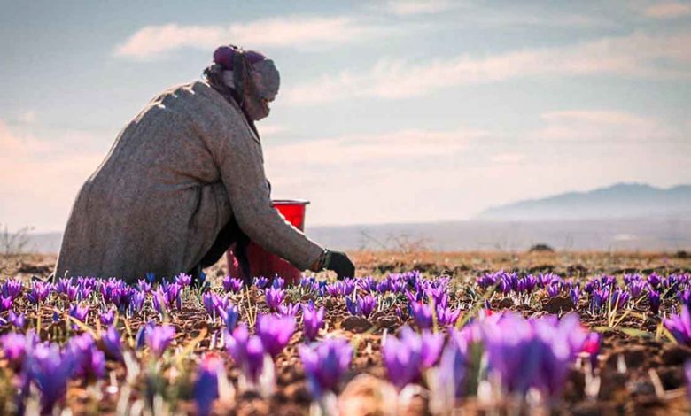 صادرات زعفران از مرز ۳۰۰ تن بالاتر می رود
