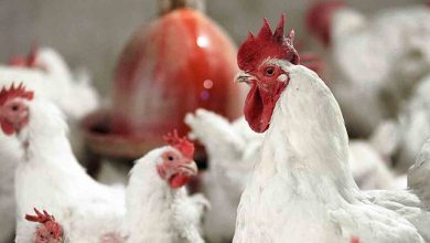 قیمت مرغ گرم ۷ تیر ۱۴۰۱ / آیا گوشت‌های آزمایشگاهی آینده غذا هستند؟