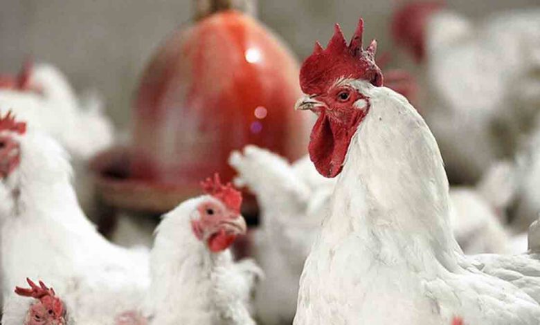 قیمت مرغ گرم ۷ تیر ۱۴۰۱ / آیا گوشت‌های آزمایشگاهی آینده غذا هستند؟