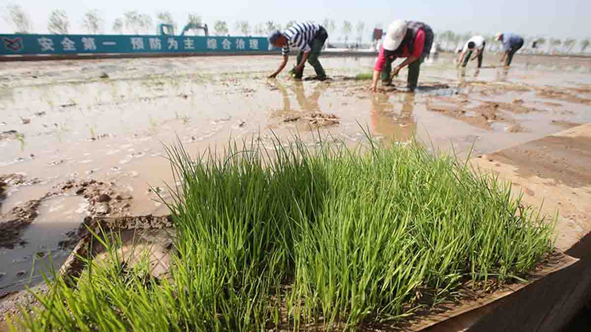 راه حل رسیدن به خودکفایی برنج چیست؟
