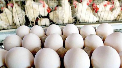 صادرات مرغ و تخم‌مرغ آزاد شد