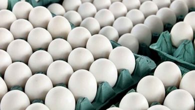 قیمت تخم مرغ ۲۰ درصد از نرخ مصوب ارزانتر شد