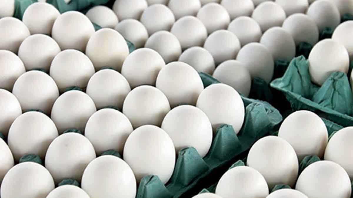 قیمت جدید تخم مرغ ۱۳ ارديبهشت ۱۴۰۳
