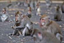 شناسایی ۱۹ مورد جدید مبتلا به آبله میمون