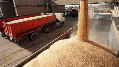 ممنوعیت واردات گندم توسط بخش خصوصی برداشته شد