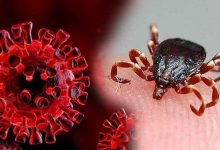 افزایش مبتلایان تب کریمه کنگو به ۲۸ نفر/ ۳ تن جان باختند