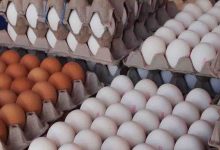 رکورد ۴۴ ساله صادرات تخم مرغ شکسته شد