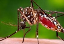 ابتلای بیش از ۱۱۱ نفر در کشور به بیماری "تب دانگ"
