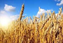 قیمت گندم به زودی اعلام می‌شود