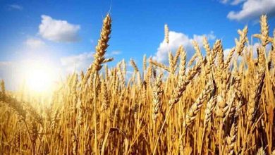 قیمت جهانی گندم کاهش یافت