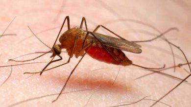 ایران در مرحله حذف مالاریا قرار دارد