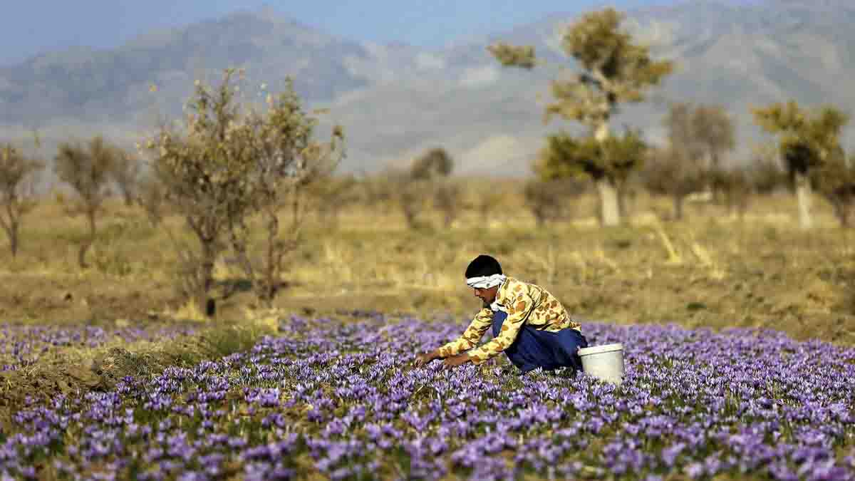 تولید کنونی زعفران یک سوم ظرفیت کشور است