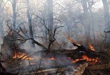 جولان آتش در جنگل‌های شمال کشور