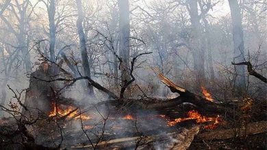جولان آتش در جنگل‌های شمال کشور