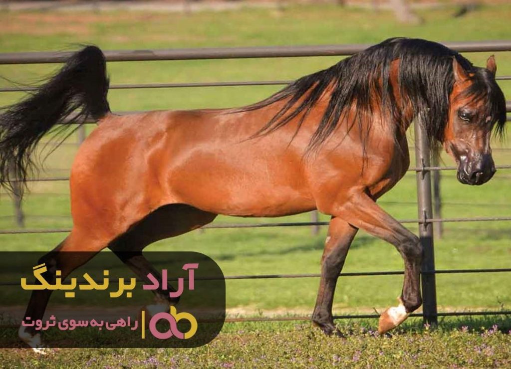اسب نژاد عرب