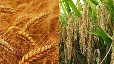 رشد ۲رقمی تولید گندم و برنج ایران