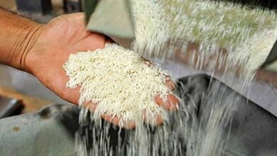 واردات برنج ساماندهی می شود