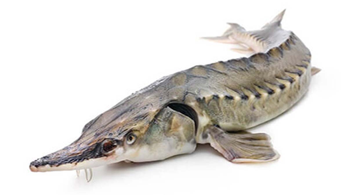 خرید آنلاین تازه ترین ماهی و خاویار ماهی اوزون برون