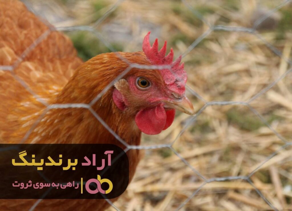 توری مرغی اصفهان