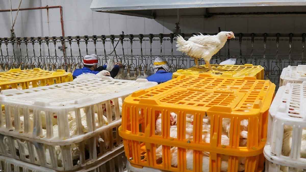 نوسانات بازار مرغ فروکش می‌کند