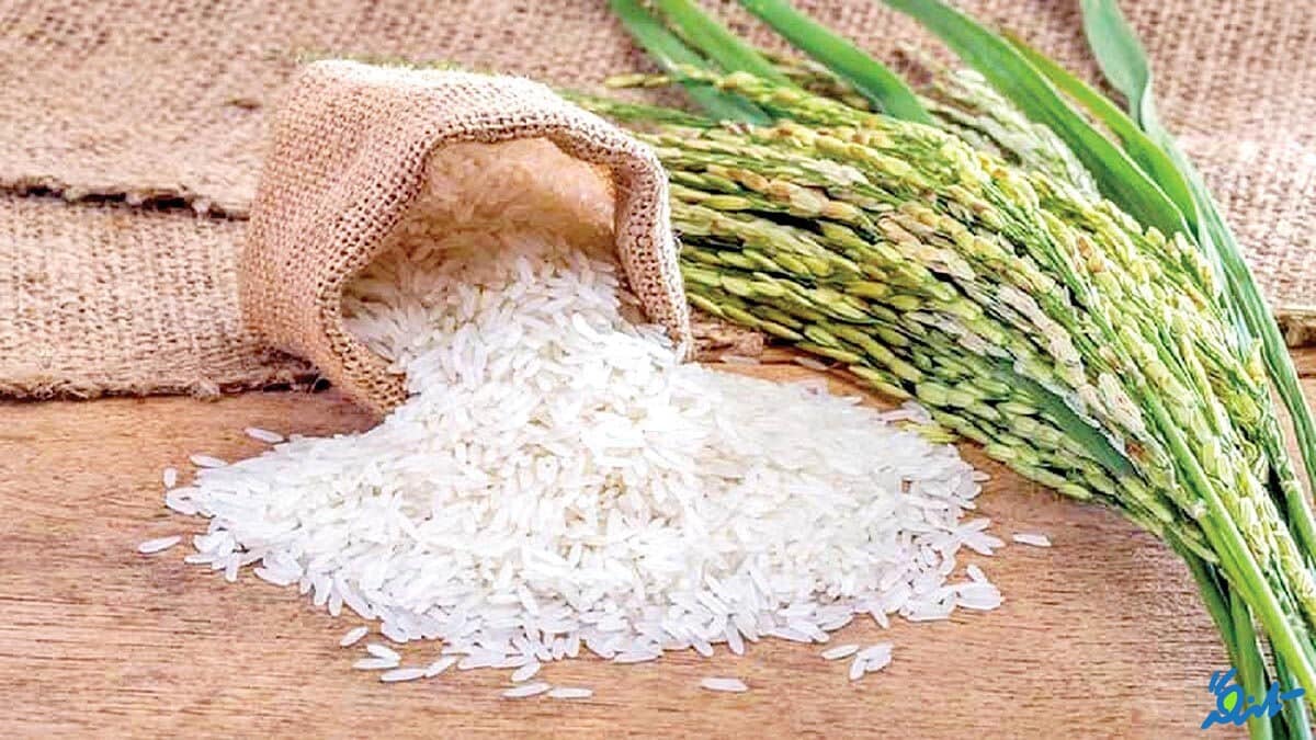 واردات برنج مشروط به خرید برنج داخلی است