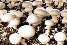 عوامل اصلی افت ۵۰ درصدی تولید قارچ