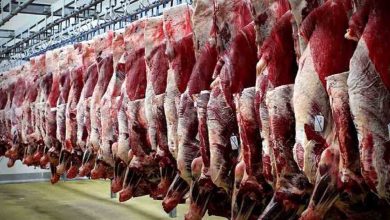 دلایل گرانی گوشت اعلام شد/ پیشنهاد واردات گوشت ارزان از کنیا