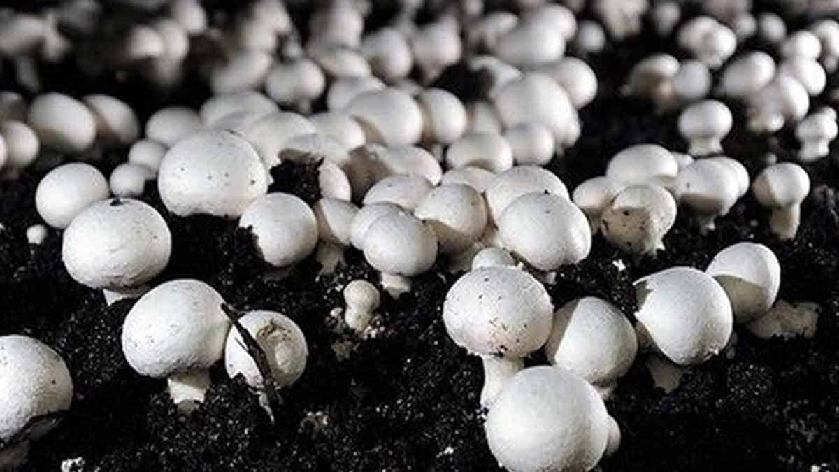 تولید قارچ به ۲۲۵ هزارتن می‌رسد