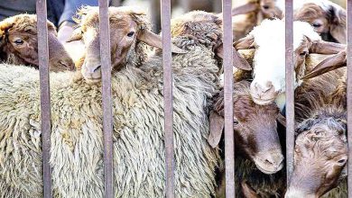 قیمت گوسفند زنده هر کیلوگرم ۲۰۰ هزار تومان
