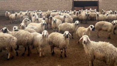 قیمت جدید دام زنده / هر کیلو گوسفند در بازار تهران ۱۹۵ هزار تومان شد