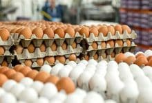 قیمت تخم مرغ کمتر از نرخ مصوب
