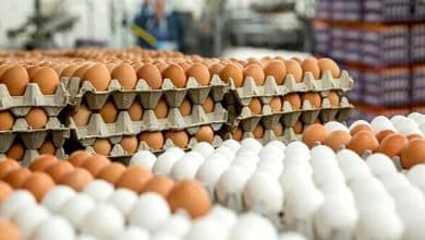 قیمت تخم مرغ کمتر از نرخ مصوب