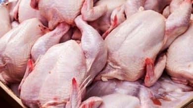 تعرفه صفر واردات مرغ چه بر سر تولید می‌آورد؟