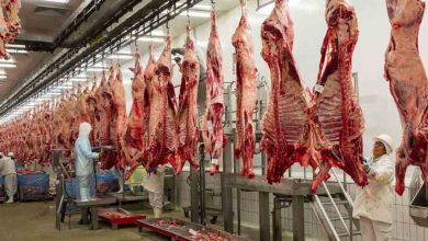 افزایش عرضه گوشت بازار را به تعادل می رساند