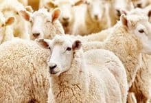 قیمت گوسفند زنده ۳۰ خرداد ۱۴۰۳