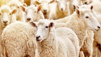 قیمت گوسفند زنده ۳۰ خرداد ۱۴۰۳