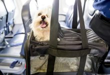 ورود حیوانات زنده به هواپیما ممنوع می‌شود