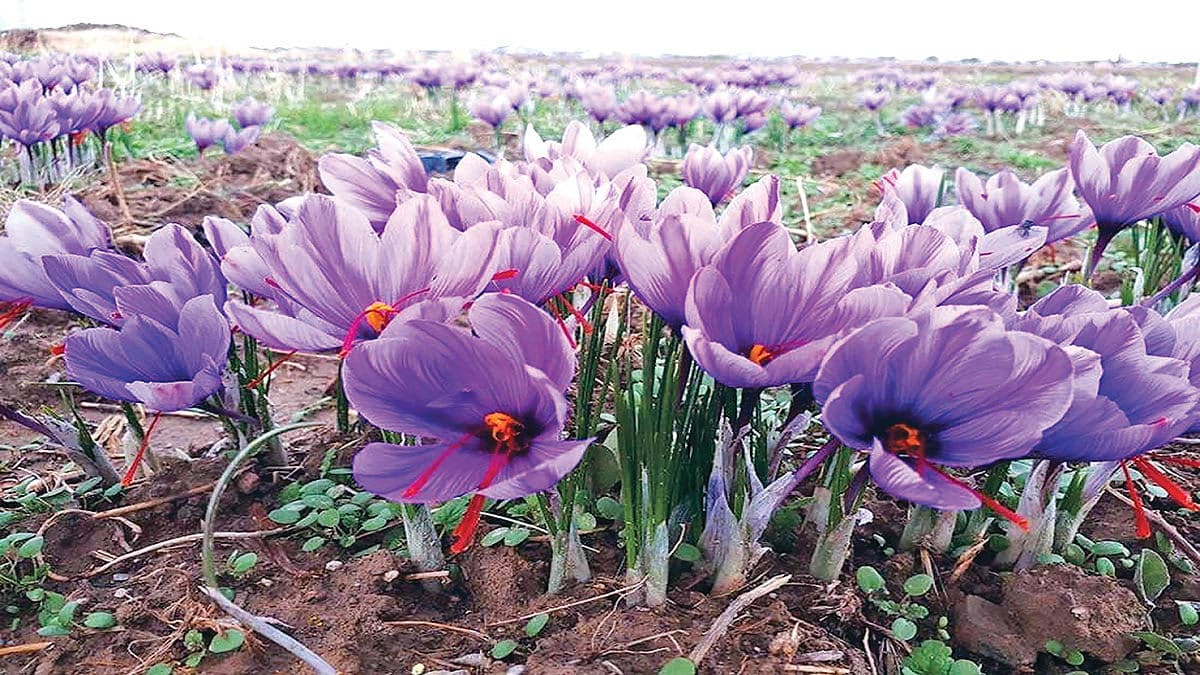 تولید ۹۵ درصدی زعفران دنیا در ایران