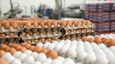 قیمت تخم مرغ رسما افزایش یافت / تخم مرغ دولتی شانه‌ای ۱۲۰ هزار تومان