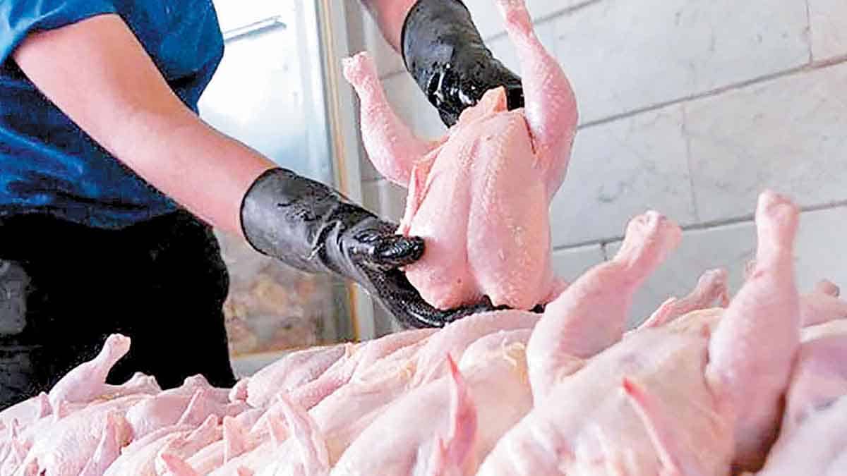 قیمت انواع مرغ در ۲۱ شهریور ۱۴۰۲