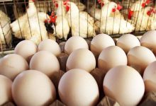 صادرات مرغ و تخم‌مرغ ایران آغاز شد