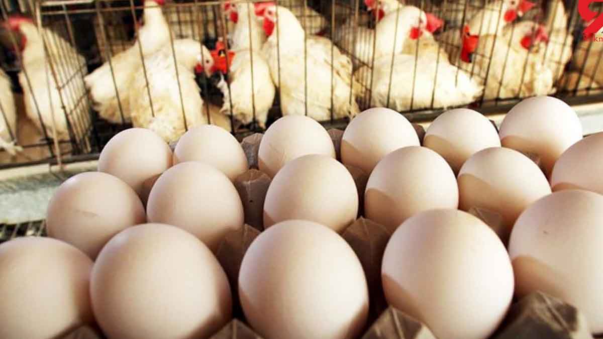 صادرات مرغ و تخم‌مرغ ایران آغاز شد